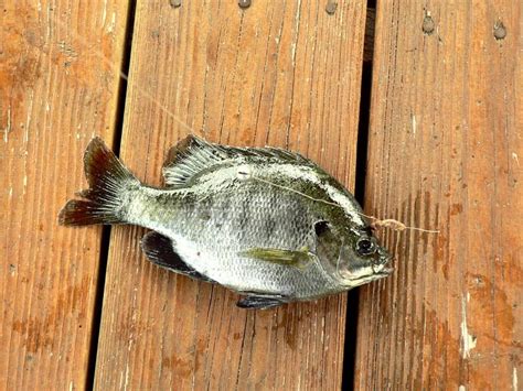 Bluegill Facts Sheet (Complete Breakdown).